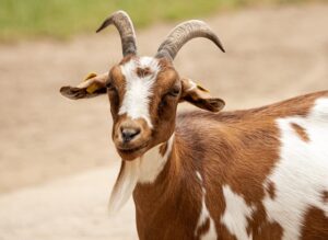 Sapne mein bakri churana