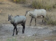 sapne mein nilgai dekhna